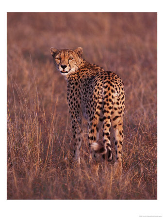 Cheetah, Masai Mara, Kenya by Dee Ann Pederson Pricing Limited Edition Print image