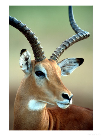 Male Impala With Curved Horns, Kenya by William Sutton Pricing Limited Edition Print image