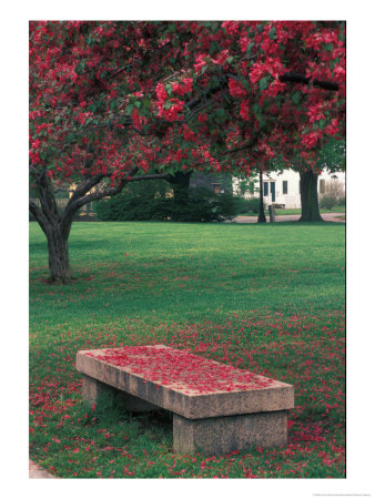 Crab Apple Trees In Prescott Park, New Hampshire, Usa by Jerry & Marcy Monkman Pricing Limited Edition Print image