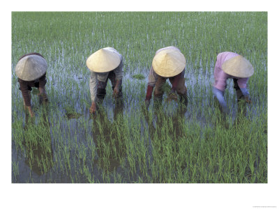 Mekong Delta, Vietnam by Keren Su Pricing Limited Edition Print image