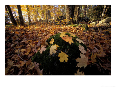 Sugar Maple Leaves On Mossy Rock, Nature Conservancy's Great Bay Properties, New Hampshire, Usa by Jerry & Marcy Monkman Pricing Limited Edition Print image