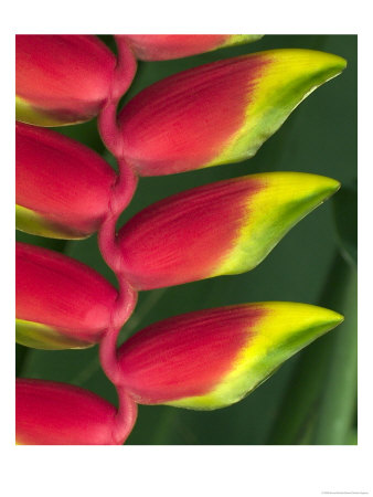 Heliconia At Foster Botanical Garden, Honolulu, Hawaii, Usa by Bruce Behnke Pricing Limited Edition Print image