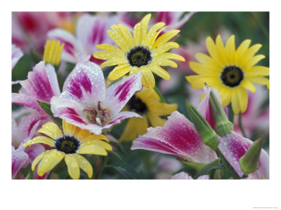Daisy Flower Design, Portland, Oregon, Usa by Darrell Gulin Pricing Limited Edition Print image