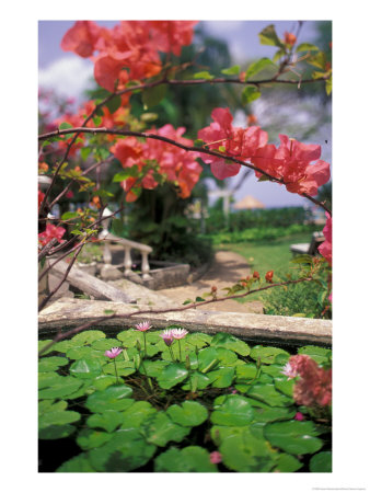 Tropical Blossoms At The Coral Reef Club Entrance, Barbados by Stuart Westmoreland Pricing Limited Edition Print image