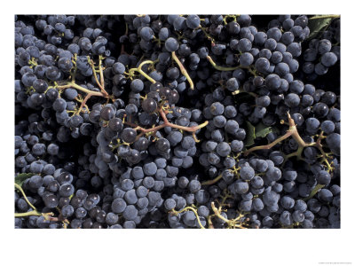 Merlot Grapes Ready To Crush, Terra Blanca Winery, Benton City, Washington, Usa by Connie Ricca Pricing Limited Edition Print image