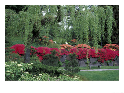 Japanese Garden Rhododendrons In Washington Park Arboretum, Seattle, Washington, Usa by Jamie & Judy Wild Pricing Limited Edition Print image