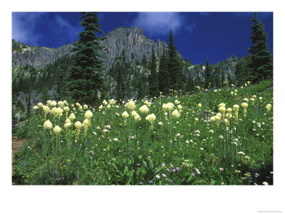 Beargrass At Eunice Lake, Mt. Rainier National Park, Washington, Usa by Rob Tilley Pricing Limited Edition Print image