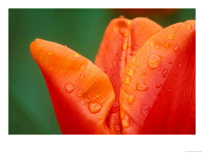 Tulip Detail, Skagit County, Washington, Usa by Rob Tilley Pricing Limited Edition Print image