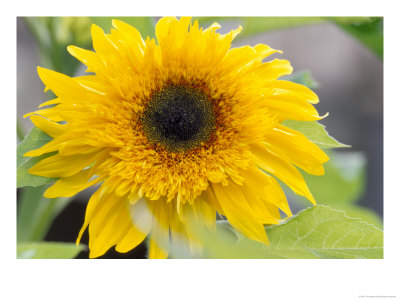Sunflower, Seattle, Washington, Usa by Terry Eggers Pricing Limited Edition Print image