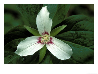 Painted Trillium, Port Huron, Michigan, Usa by Claudia Adams Pricing Limited Edition Print image