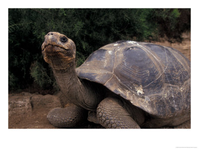 Giant Tortoise On The Galapagos Islands, Ecuador by Stuart Westmoreland Pricing Limited Edition Print image