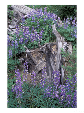 Arctic Lupine, Olympic National Park, Washington, Usa by William Sutton Pricing Limited Edition Print image