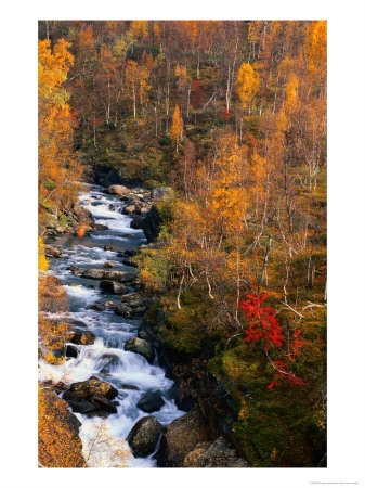 Mountain Stream In Autumn, Vindelfjallen Nature Reserve, Sweden by Christer Fredriksson Pricing Limited Edition Print image