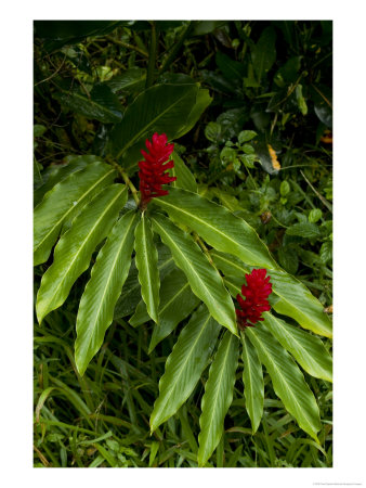 Two Red Tropical Flowers Blooming In A Rain Forest by Todd Gipstein Pricing Limited Edition Print image