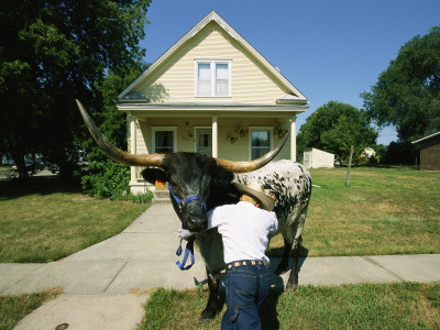 A Cowboy Struggles To Push Back His Bull On A Suburban Sidewalk by Joel Sartore Pricing Limited Edition Print image