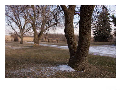 Siberian Elm Trees In The Melting Snow At The Historic Waveland Farm by Joel Sartore Pricing Limited Edition Print image