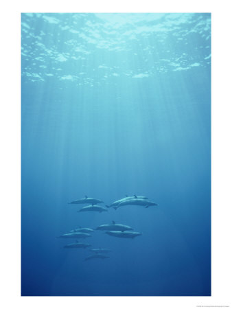 A Pod Of Spotted Dolphins Swims In Rays Of Sunlight Underwater by Bill Curtsinger Pricing Limited Edition Print image