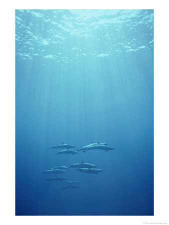 A Pod Of Spotted Dolphins Swims In Rays Of Sunlight Underwater by Bill Curtsinger Pricing Limited Edition Print image