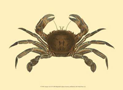 Antique Crab Ii by James Sowerby Pricing Limited Edition Print image
