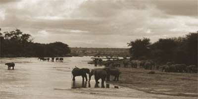 Elephants In River by Alexis De Vilar Pricing Limited Edition Print image