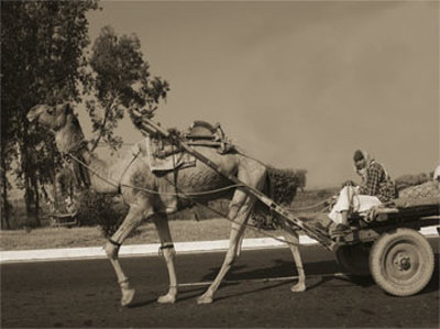 Camel Pulling Cart by Nelson Figueredo Pricing Limited Edition Print image