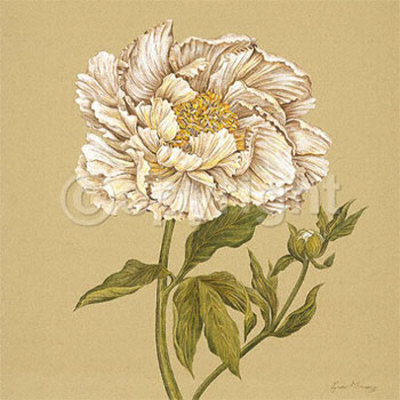 White Peony by Lynne Misiewicz Pricing Limited Edition Print image