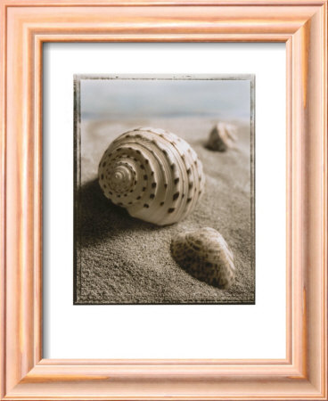 Seashell I by Sondra Wampler Pricing Limited Edition Print image