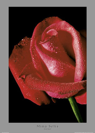Red Rose by Mina Selis Pricing Limited Edition Print image