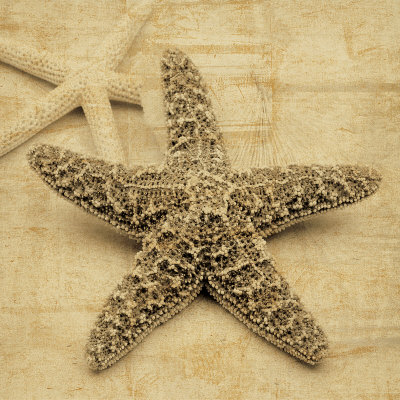 Starfish by John Seba Pricing Limited Edition Print image