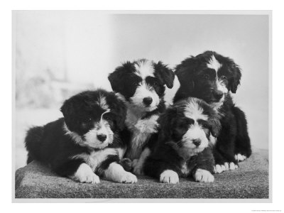 Scotch Bearded Collie Four Unidentified Puppies Owned By Willison by Thomas Fall Pricing Limited Edition Print image