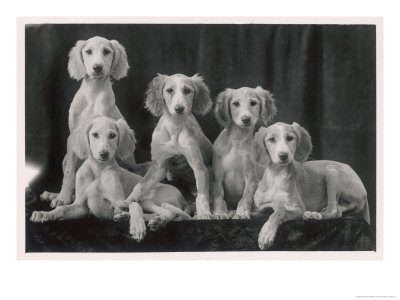 Group Of Five Beautiful Saluki Puppies Owned By Mrs Barrs by Thomas Fall Pricing Limited Edition Print image