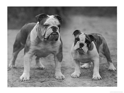 Two Unnamed Bulldogs Stand Together Owned By Green by Thomas Fall Pricing Limited Edition Print image