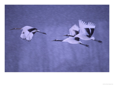 Three Japanese Red-Crowned Cranes (Grus Japonensis) In Snowy Flight by Roy Toft Pricing Limited Edition Print image