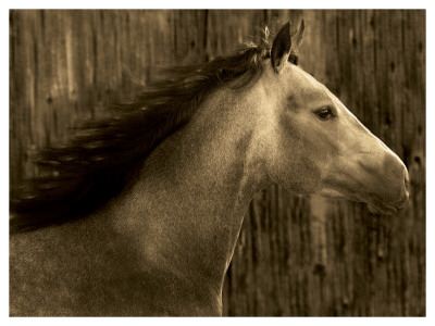 Buckskin by Robert Dawson Pricing Limited Edition Print image