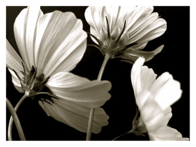 Cosmos Breeze by Alicia Bock Pricing Limited Edition Print image
