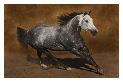 Grey Thunder by Robert Dawson Pricing Limited Edition Print image