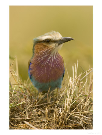 Close View Of A Lilac-Breasted Roller Sitting In Dried Grass (Coracias Caudata) by Roy Toft Pricing Limited Edition Print image