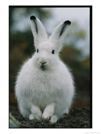 Portrait Of A Snowshoe Hare In Its Winter Coat by Norbert Rosing Pricing Limited Edition Print image