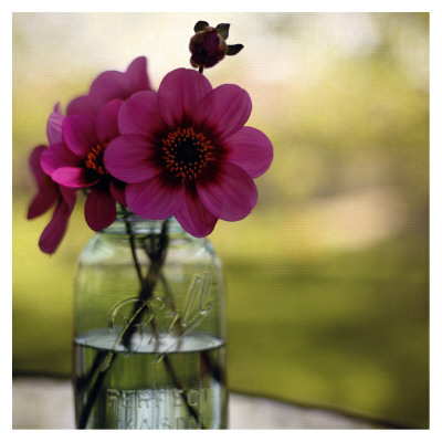 Dahlias In A Blue Jar by Alicia Bock Pricing Limited Edition Print image