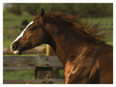 Lone Beauty by Robert Dawson Pricing Limited Edition Print image