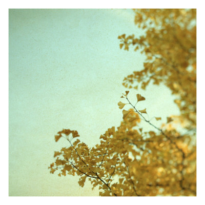 Ginkgo I by Alicia Bock Pricing Limited Edition Print image