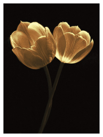 Illuminated Tulips Ii by Ilona Wellmann Pricing Limited Edition Print image
