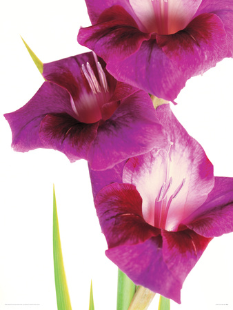 Gladioli by Fleur Olby Pricing Limited Edition Print image
