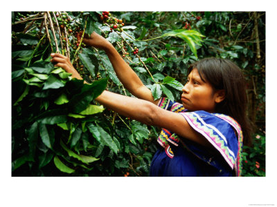 Guaymi Indian Woman Harvesting Coffee, Boquete, Panama by Alfredo Maiquez Pricing Limited Edition Print image