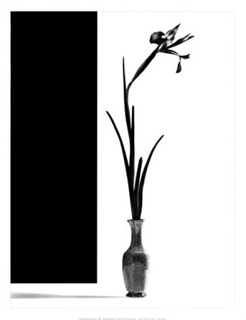 Zen Iris by Steven Daniel Pricing Limited Edition Print image