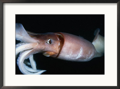 Close View Of A Giant Or Humboldt Squid At Night by Brian J. Skerry Pricing Limited Edition Print image
