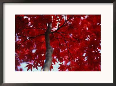 Close View Of Red Maple Leaves by Al Petteway Pricing Limited Edition Print image
