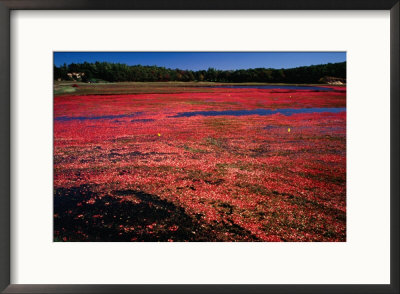 Cranberry Bog, Between Onset And Buzzards Bay, Massachusetts, Usa by Jon Davison Pricing Limited Edition Print image