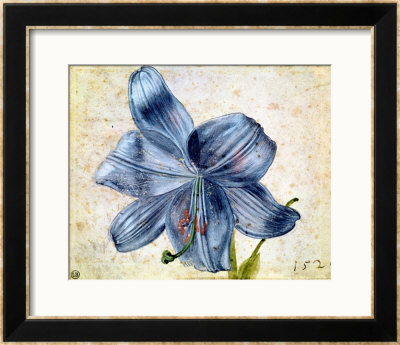 Study Of A Lily, 1526 by Albrecht Durer Pricing Limited Edition Print image
