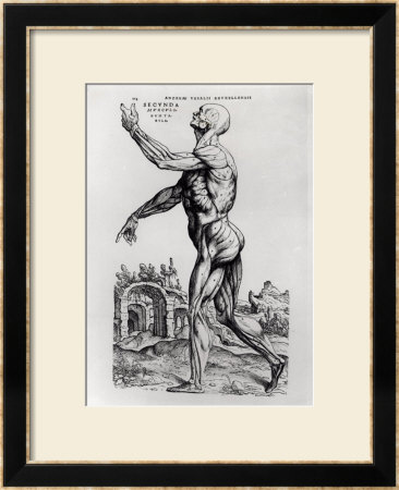 Musculature Structure Of A Man by Andreas Vesalius Pricing Limited Edition Print image